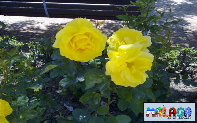Jardines de Pedro Luis Alonso